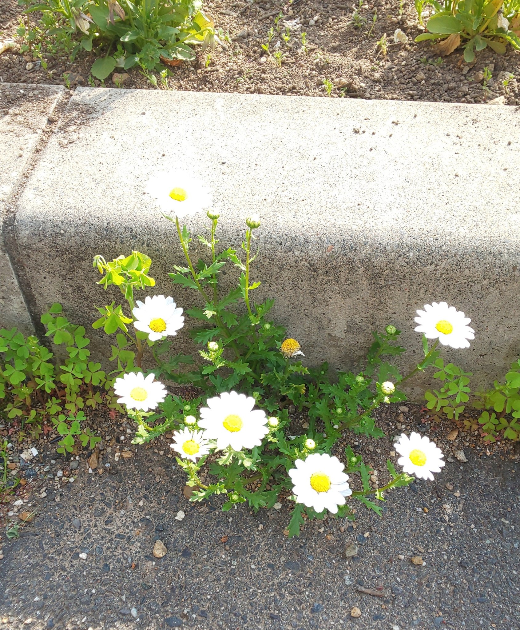にぃさん 子供な大人 花壇の横の アスファルトの隙間から一生懸命に咲くノースポール 僕がこんなところに種をまいたわけではなく 昨年植えたノースポールからの こぼれ種 から咲いた 花壇の外だから水やりだってやってない 植物って 強い ノースポール にぃさん 子供な大人 花壇の横の アスファルトの隙間から一生懸命に咲くノースポール 僕がこんなところに種をまいたわけではなく 昨年植えたノースポールからの こぼれ種 から咲いた 花壇の外だから水やりだってやってない 植物って 強い ノースポール