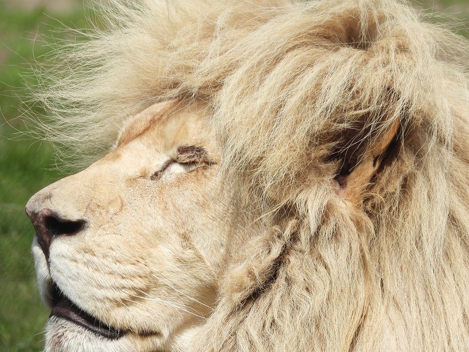 Out of bed hair! 
Who else has messy hair when they wake up in the morning? (especially after a Friday evening...)
#caturday #bigcats #lion #wildlife 
#ExploreDiscover