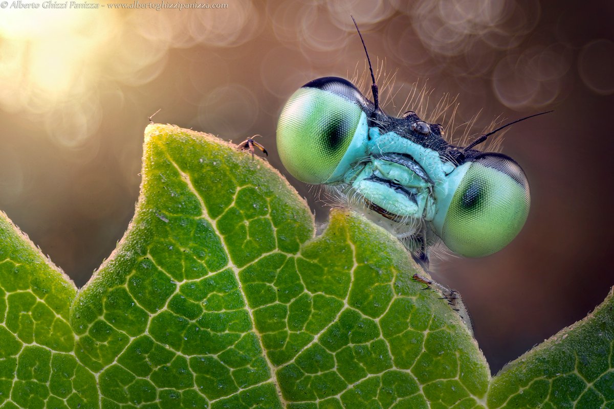 AFotoblog's tweet photo. Ami la #fotografia e vuoi conoscere il mondo nei minimi dettagli? La Macrophotography è quello che cerchi, scopri come grazie al nostro blog.

La meravigliosa foto è di @aghizzi 📸🦋

https://t.co/iMXYZUmq4M

@laowa_lens #macrophotography https://t.co/Wc51k4tyNl