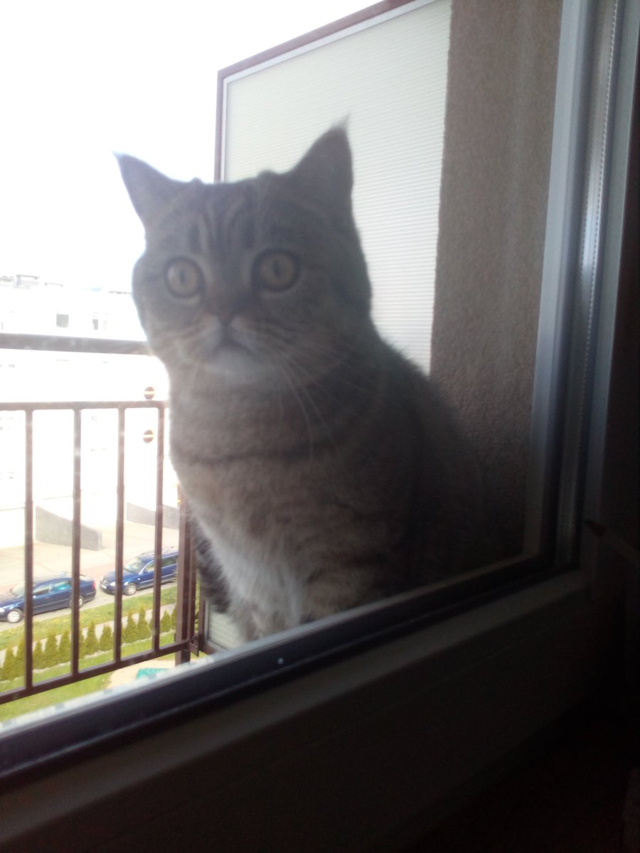 77Fidelio's tweet image. #PanKot