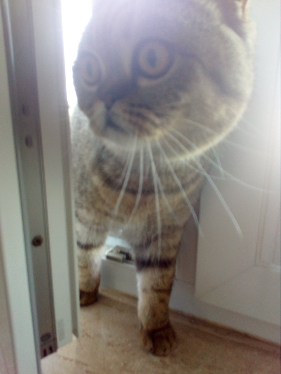 77Fidelio's tweet image. #PanKot