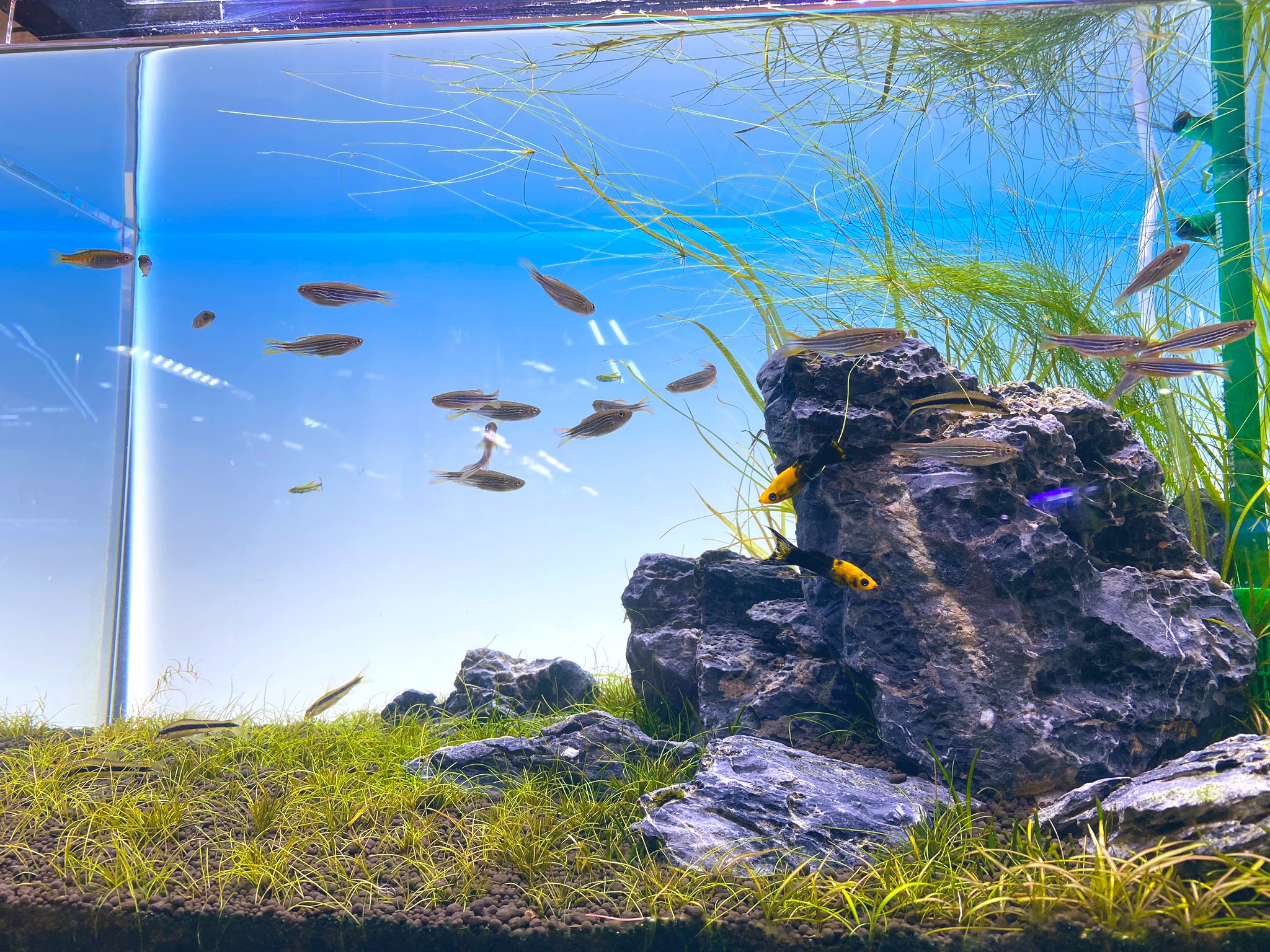 Aquarium Kind 水槽背面にシートを挟み込み 発光するパネルを置いて立てかけ 補助剤で上部を固定します 個人的にはグラデーションシートがしっかりした材質で 折れ曲がりにくいのがとても良いです Adaのシートはすぐクシャッとなります 梱包も非常