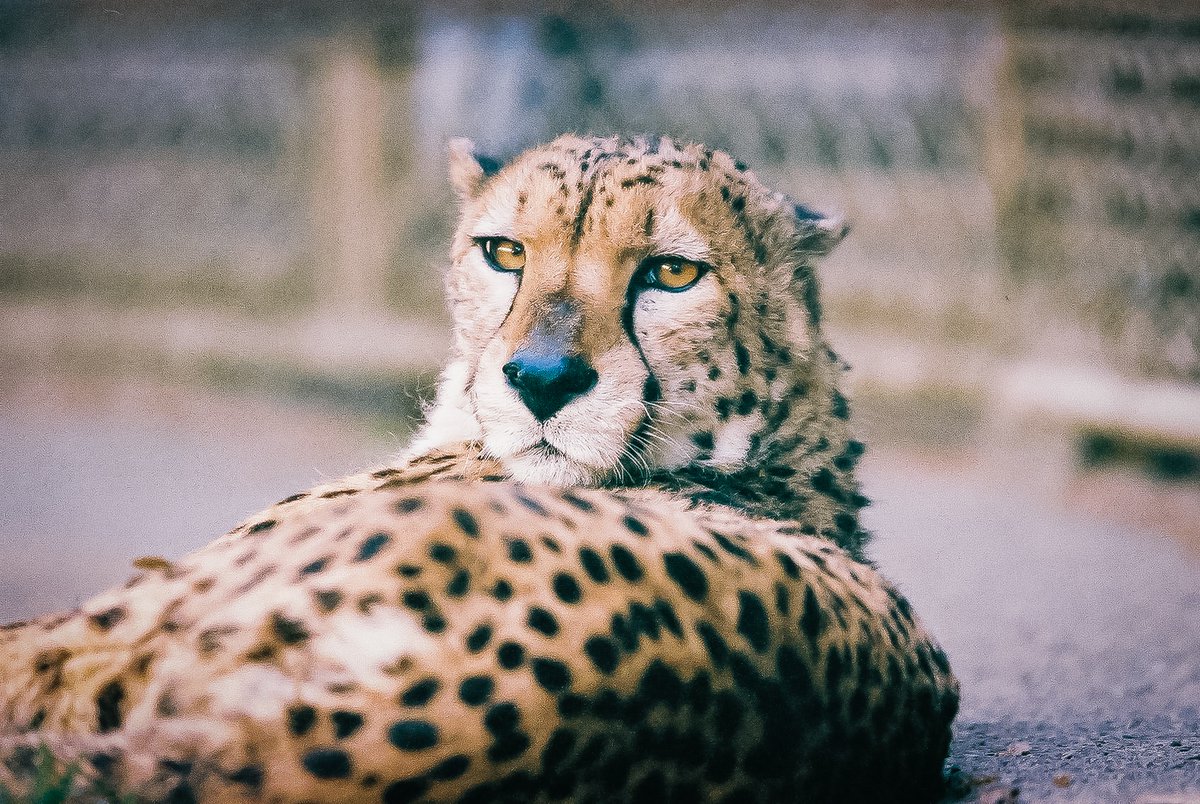 まいる フィルムカメラのみで多摩動物公園に行くのもオススメです 弾数が決まっているのでいつもと撮り方が一変します Eos 100qd Ef600mm F 4 L Is Usm Film Cheetah 多摩動物公園 チーター