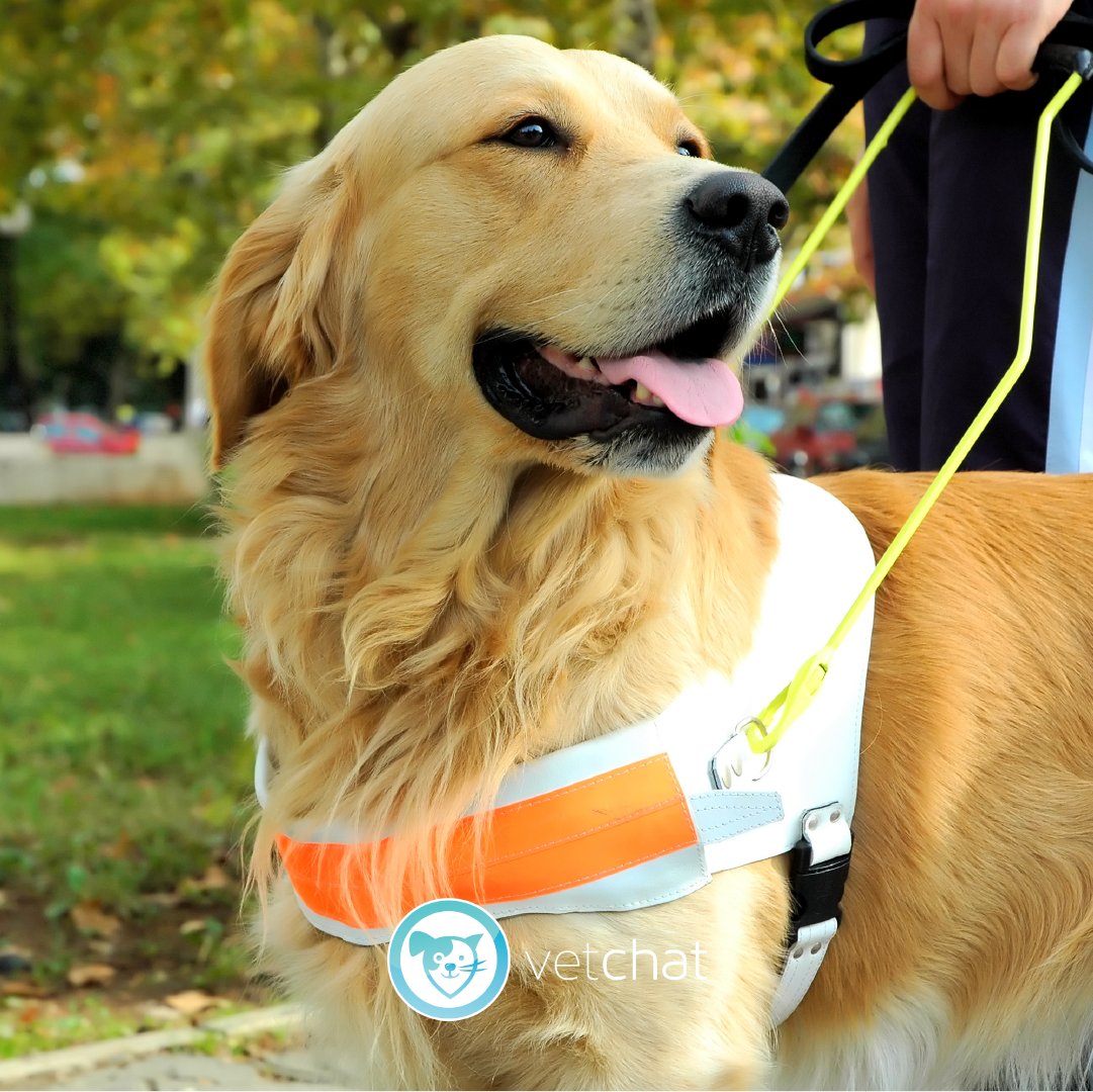 It's International guide dogs Day! Today we are reminded to honour our Guide Dogs around the world and celebrate how they are responsible for making such a positive difference to the lives of the blind and low vision community. ❤️