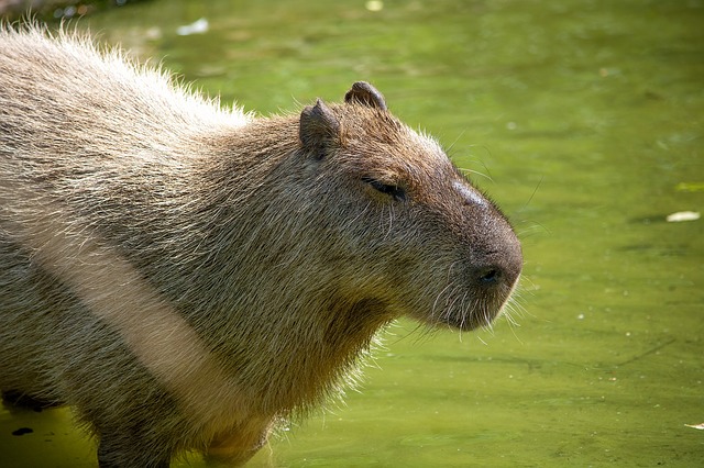 quiz_aday's tweet photo. Q185: This animal, found in South America, is usually mistaken by humans for a Guinea Pig. Which is this largest rodent in the world?

#quizaday #quizmasters #trivia #triviabook #triviafridays #fridaytrivia #southamerica #quiztrivia #animaltrivia #rodents #quizzes #trivianight https://t.co/Lk3RIsFmFq