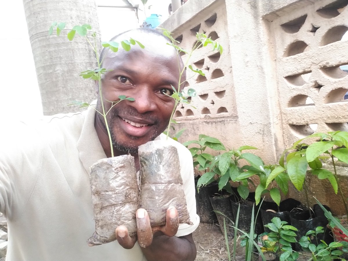 TabiJoda1's tweet image. DYK #Moringa is a drought resistant tree and can grow from seed to fruiting within 6months? It's a great #tree for #land #ecosystems &amp;amp; #biodiversity restoration #nutrition #income #livelihood #health 
How to grow it youtu.be/bn1aA48VeMM 

Let's plant #OneBillionTreesforAfrica