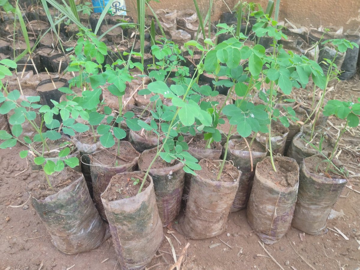 TabiJoda1's tweet image. DYK #Moringa is a drought resistant tree and can grow from seed to fruiting within 6months? It's a great #tree for #land #ecosystems &amp;amp; #biodiversity restoration #nutrition #income #livelihood #health 
How to grow it youtu.be/bn1aA48VeMM 

Let's plant #OneBillionTreesforAfrica