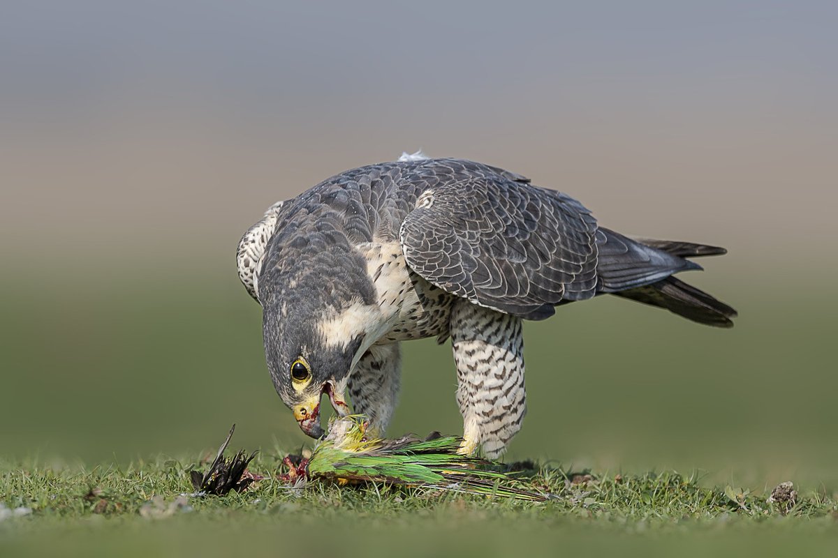 hydbirdingpals's tweet photo. Peregrine Falcon is a winter visitor to Osman Sagar Lake.
It's time to protect this lake.
#SaveGO111
#SaveOsmanSagarLake
#SaveHyderabadLakes
#SaveHydGreenCover
@TelanganaCMO
@hydbirdingpals
@TelanganaToday
@TV9Telangana
@KTRTRS
@moefcc https://t.co/0sNIBdPFGw