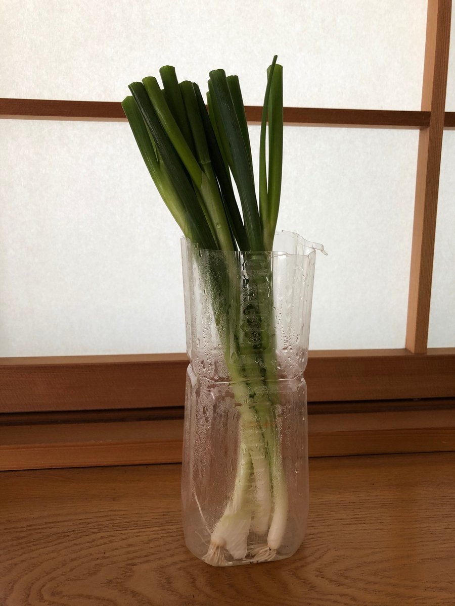 新井紀子 Noriko Arai 私の1ヶ月のリボベジの結果です 小松菜が一番簡単に再生しました 水耕栽培由来の小ネギ は 少し土の中の菌に弱いように思いました 水耕栽培のルッコラも同様です 菌への耐性って重要なのかもしれないですね
