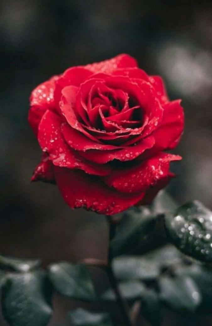 Tikah124's tweet photo. Red rose🌹 https://t.co/mGIXPHehcN