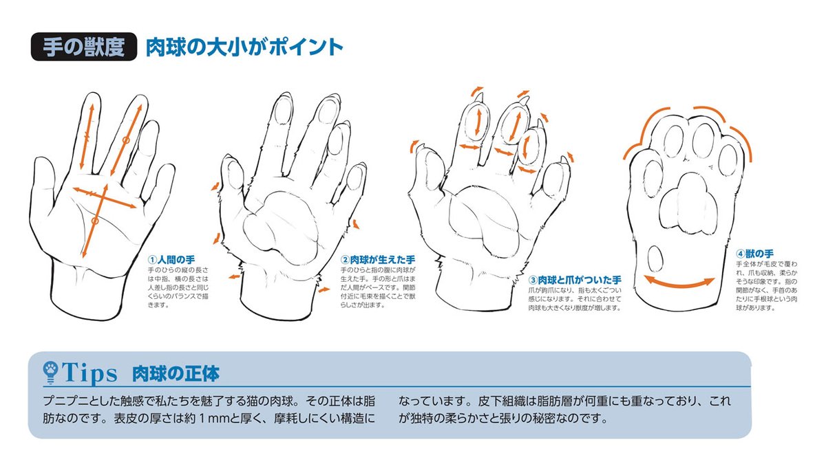 玄光社 超描けるシリーズ 超描ネタ帳 ネコのかわいらしい特徴といえば 肉球 ですね ネコ型のキャラクターを描く際には 手 の肉球のサイズを意識して描き分けると キャラクターの表現に幅が生まれてきますよ 獣人の描き方 より T Co