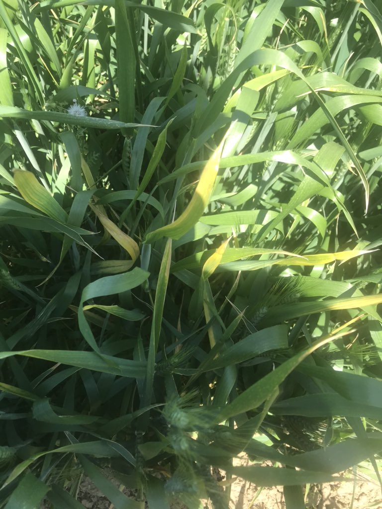 MarkDod83185333's tweet photo. Organic wheat. First 2 photos, poultry litter only    Last 2 photos, poultry litter with pacificgro and metagro ST. https://t.co/XkVZl2pOs8