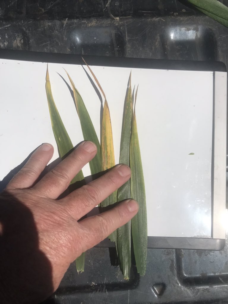 MarkDod83185333's tweet photo. Organic wheat. First 2 photos, poultry litter only    Last 2 photos, poultry litter with pacificgro and metagro ST. https://t.co/XkVZl2pOs8