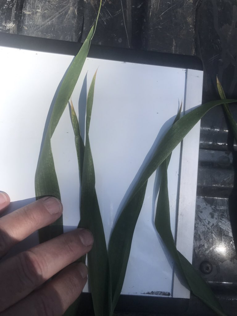 MarkDod83185333's tweet photo. Organic wheat. First 2 photos, poultry litter only    Last 2 photos, poultry litter with pacificgro and metagro ST. https://t.co/XkVZl2pOs8