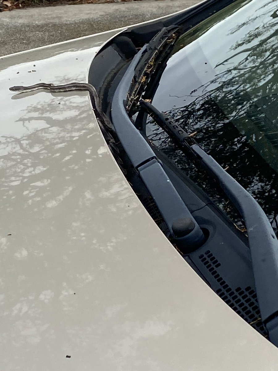 Jessie Schilens tweet media