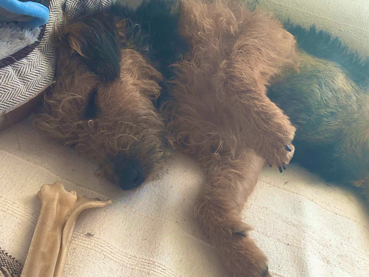 SallyGeake's tweet photo. This week Lennie has enjoyed hiding in grass, big sticks, Chewy bones and sleeping next to his bed rather than in it. #LenInLockDown #LenDog #LittleTerror #LaughEveryDay https://t.co/EVwG9QNe4M