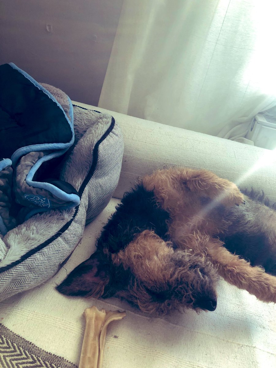 SallyGeake's tweet photo. This week Lennie has enjoyed hiding in grass, big sticks, Chewy bones and sleeping next to his bed rather than in it. #LenInLockDown #LenDog #LittleTerror #LaughEveryDay https://t.co/EVwG9QNe4M