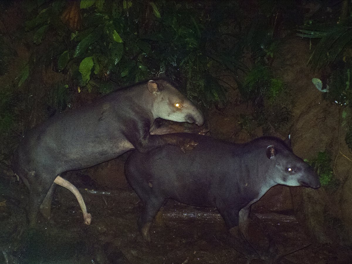 Sex tapir Tapir Sex