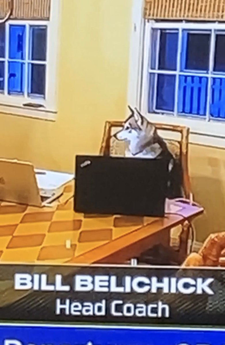 Me aka my my dog showing up to my zoom meeting Monday morning