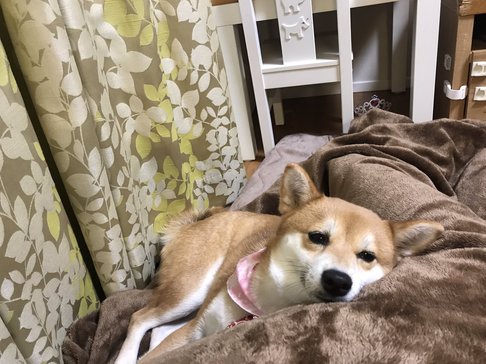 ねむいいぬ Twitter Search Twitter