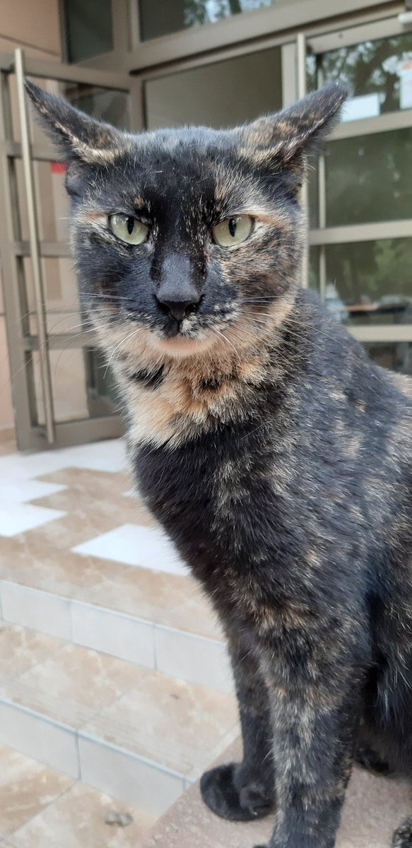 look at this pretty baby she lives outside my math teacher& #39;s building :(