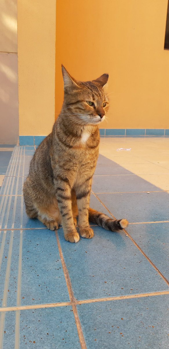 pretty pics of simba