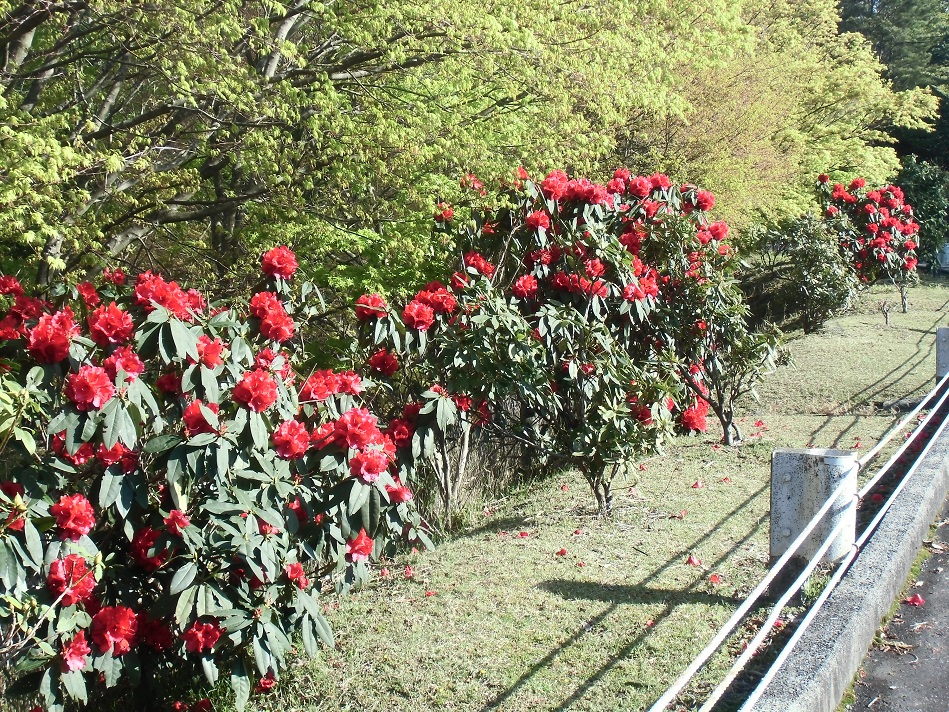4月25日（土）晴れ
今朝の沿線の花々です。
白い花は、梨の花です。
＃比叡山　＃ドライブ　＃梨の花