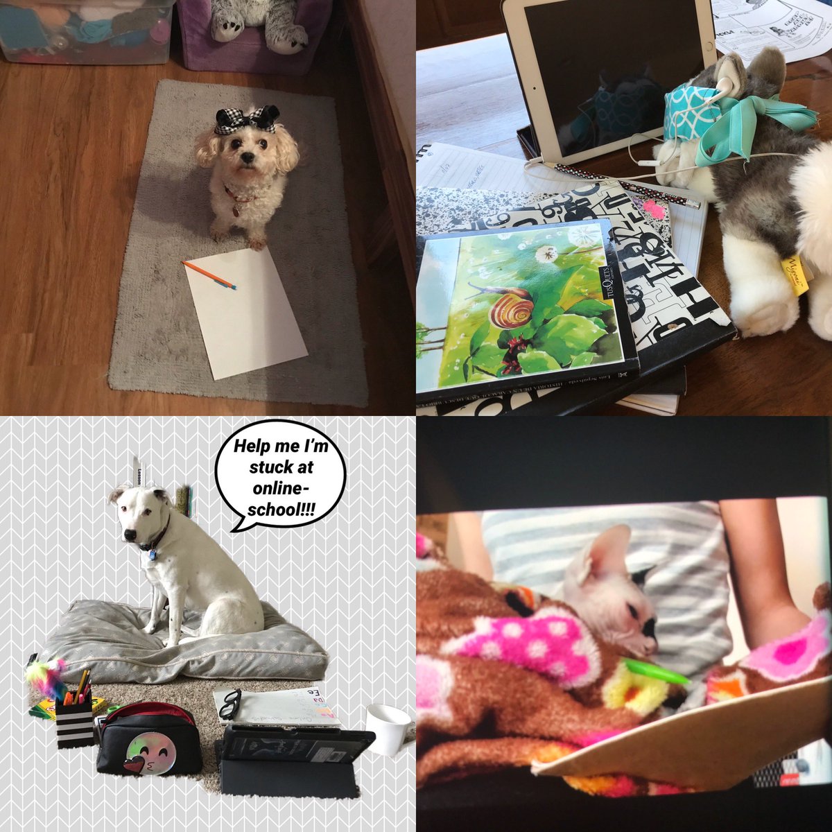 SrtaHdz's tweet photo. Nuestras mascotas también están aprendiendo en casa. #5thGradeDual #PTETexans @PrairieTrailES https://t.co/PHBQbBPJso