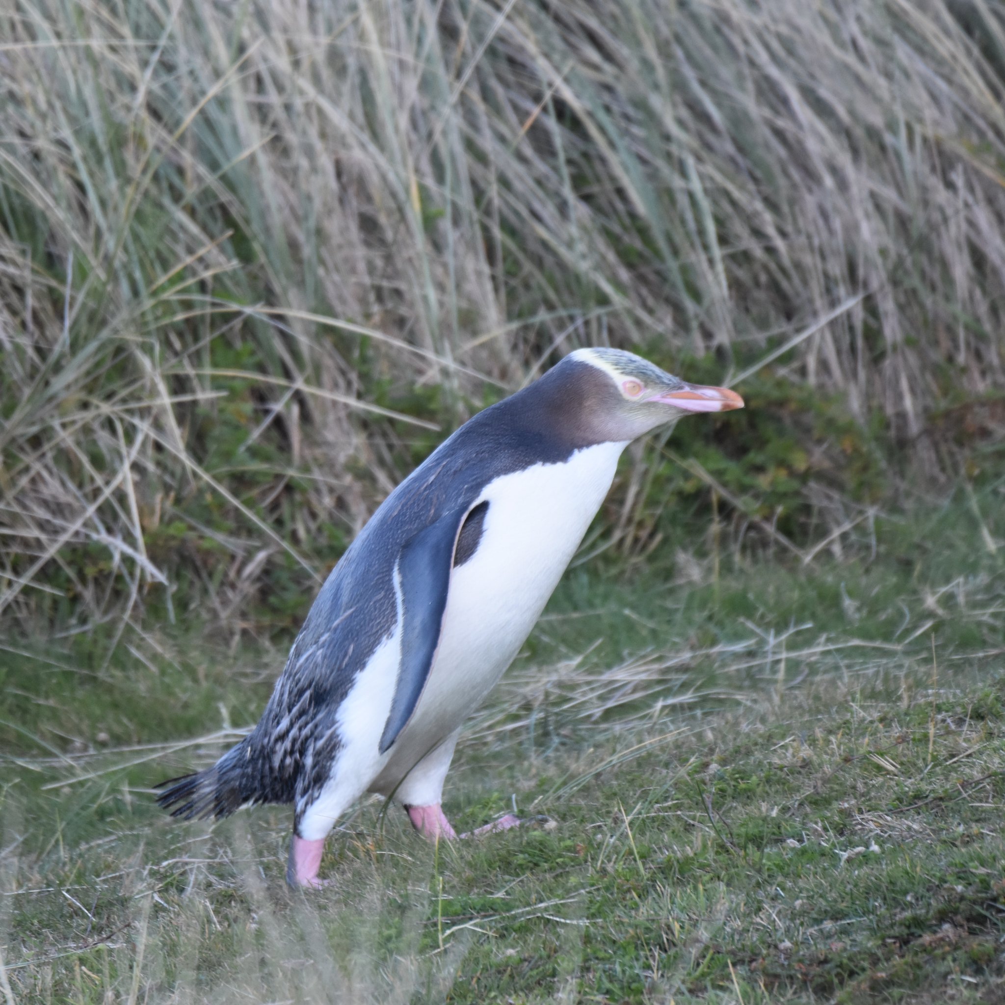 うに 旅好猫飼 على تويتر 世界ペンギンの日 ニュージーランドとオーストラリアで会った変なペンギンたち キガシラペンギン フィヨルドランドペンギン