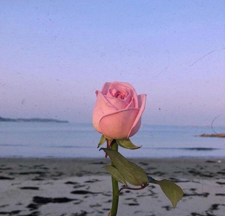 çiçek günlüğü (@cicekgunlugu) on Twitter photo 