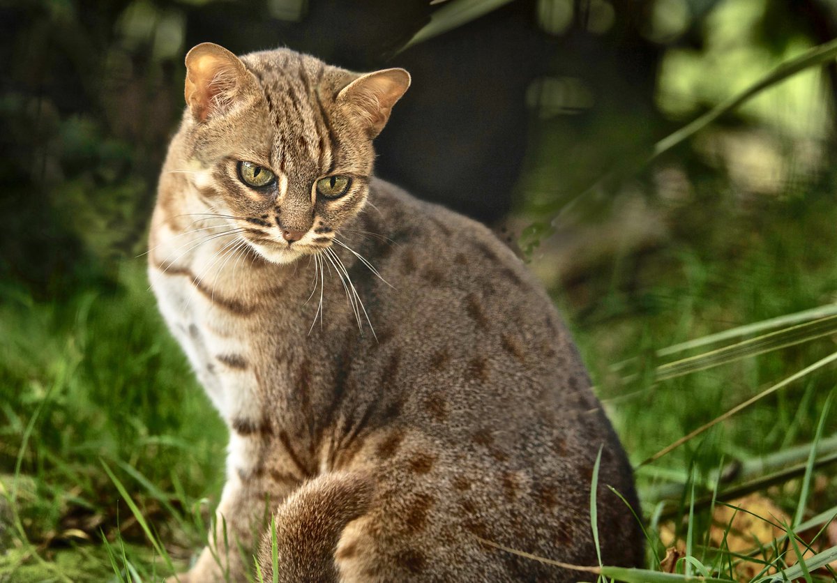 almazleaper's tweet photo. Happy 10th Birthday to the very special Nuwara #SmallestCat #RustySpottedCat @TheBigCatSanct .. to adopt Nuwara: https://t.co/Q5PgCE7CJv https://t.co/jBRBC8Ie2U