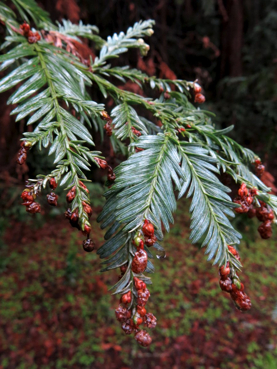 The height of  #redwoods is closely tied to  #fog availability; taller trees become less frequent as fog becomes less frequent. To supplement their water needs, they utilize frequent summer fog events. Fog water is absorbed through leaves, bark, and roots. 6/end