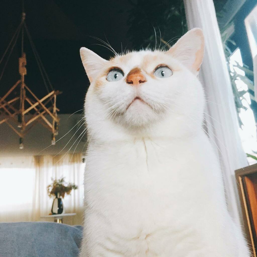 びっくり顔のねこ びっくり顔のねこ