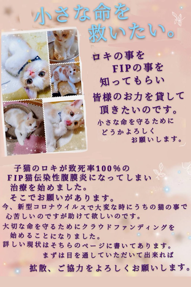 Aries_sa4's tweet photo. 愛猫のロキがFIPを発症しました。まだ、生後半年のこの子の命を諦めたくないです。
どうか皆様のお力を貸してもらえませんか？
4/25(土) #クラウドファンディング 公開しました
https://t.co/1MuCJ3Oi0U
拡散、ご協力をお願い致します
#FIP #拡散希望
#RT希望 #ロキ
#猫 https://t.co/sFlMbTnBJP