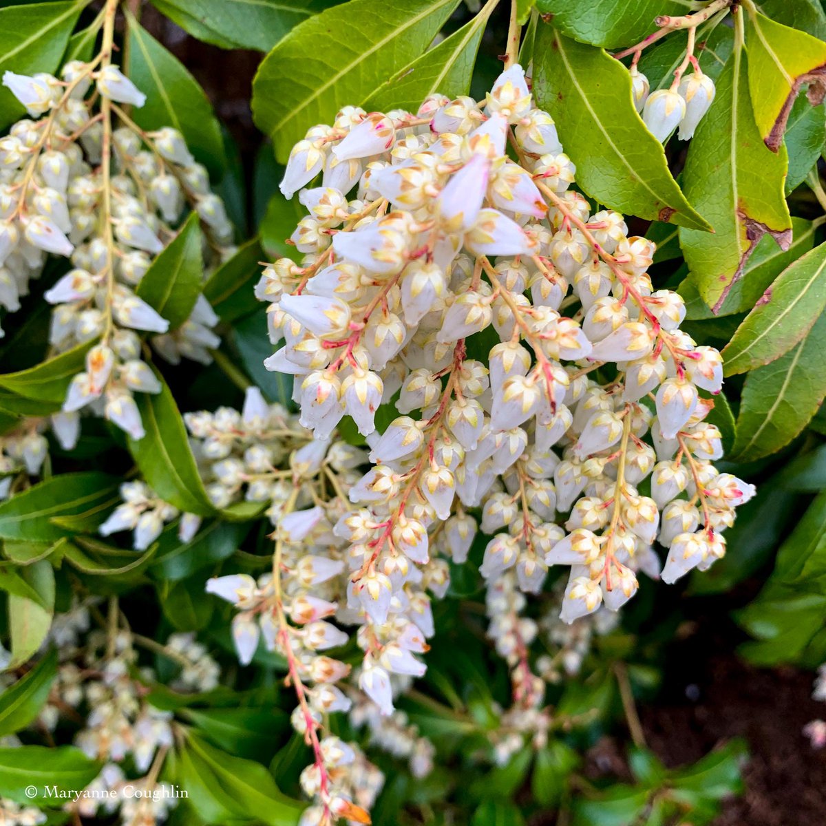 White flowers 

#momentsofbeauty #beautiful
#mobilephotography #massachusetts #newengland #flowerphotography #flowerphoto #naturebrilliance #inthegarden #garden #Fridayflowers #depthoffield #thephotohour #macrohour @LensAreLive @PicPoet