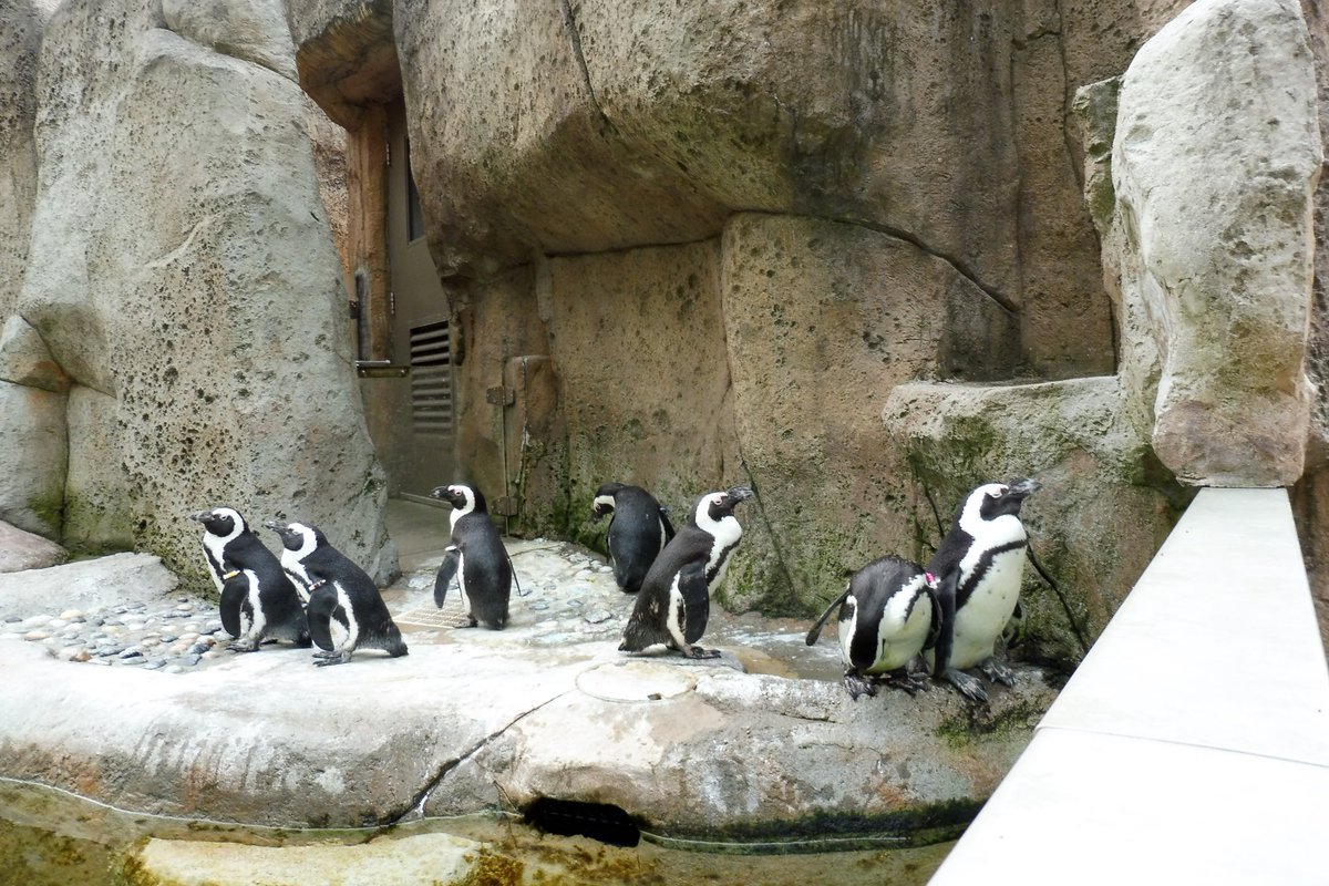 friends_Tanoshi's tweet photo. バンクーバー水族館(@vanaqua)のペンギン網羅パネルは一度見るべし。
(ゴマタロー)
#世界ペンギンの日 https://t.co/XzENbSUHKI
