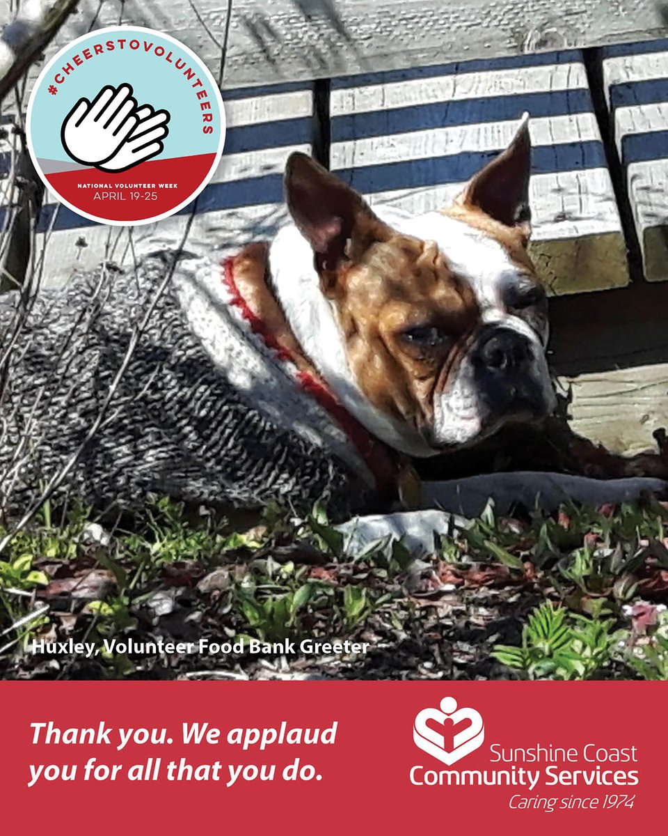 SCCommunityServ's tweet photo. Huxley, our Food Bank Greeter has been stepping up every week to make sure every visitor to the Food Bank is made to feel welcome, gets the assistance they need and bring a smile to their face. Thank you for making the world a brighter place Huxley! #NVW2020 #CheersToVolunteers https://t.co/VDkbBeBIZj