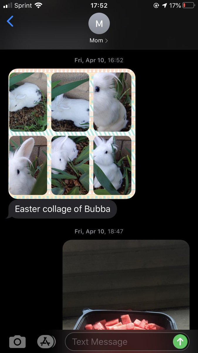 amsaucey's tweet photo. So my mom bought a bunny https://t.co/o6AL0rbhse