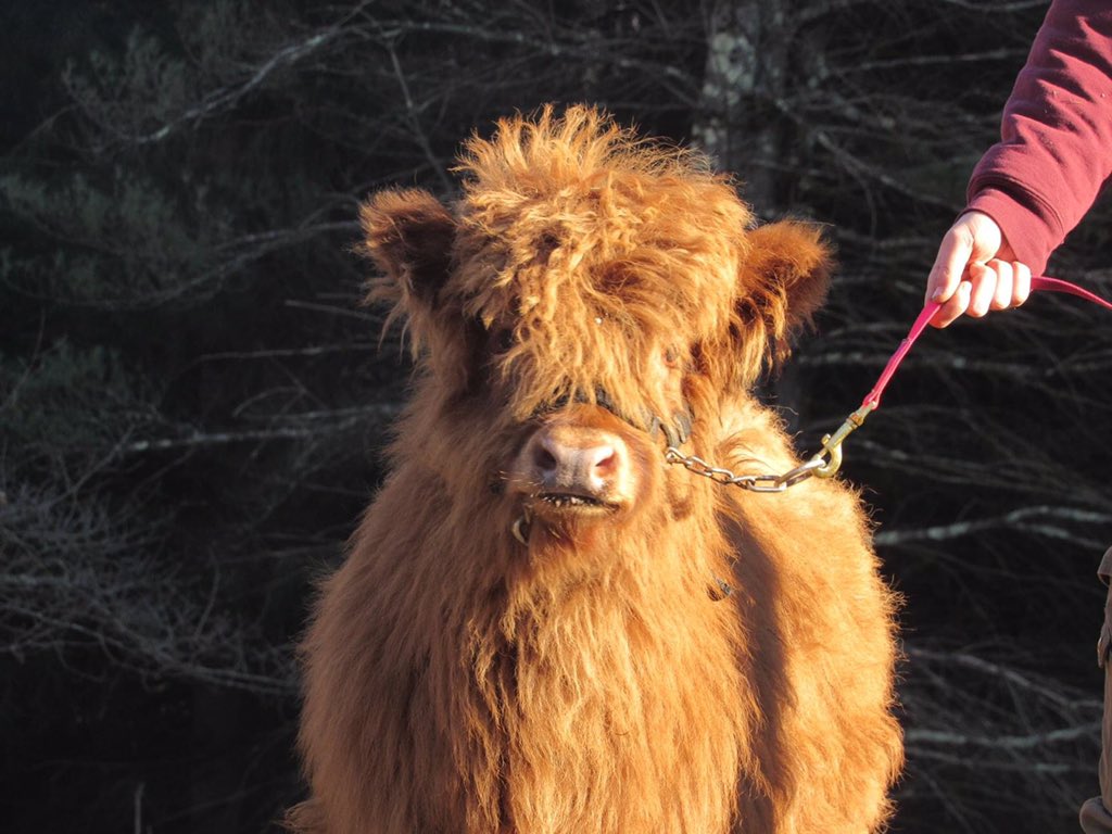 Merlin41Wiz's tweet image. Trillium, a great quarantine companion #highlandcattle #twittercow