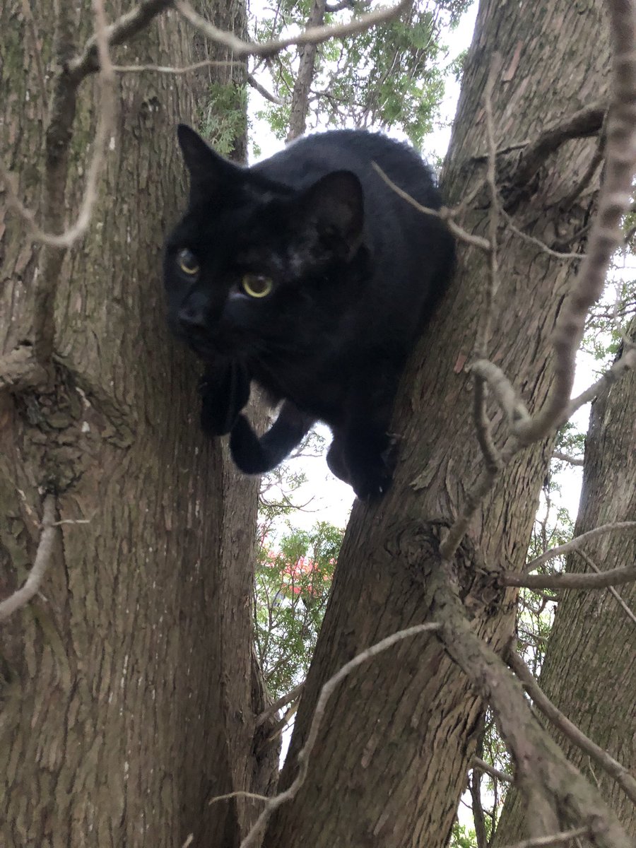 Someone’s a big baby who gets stuck in trees