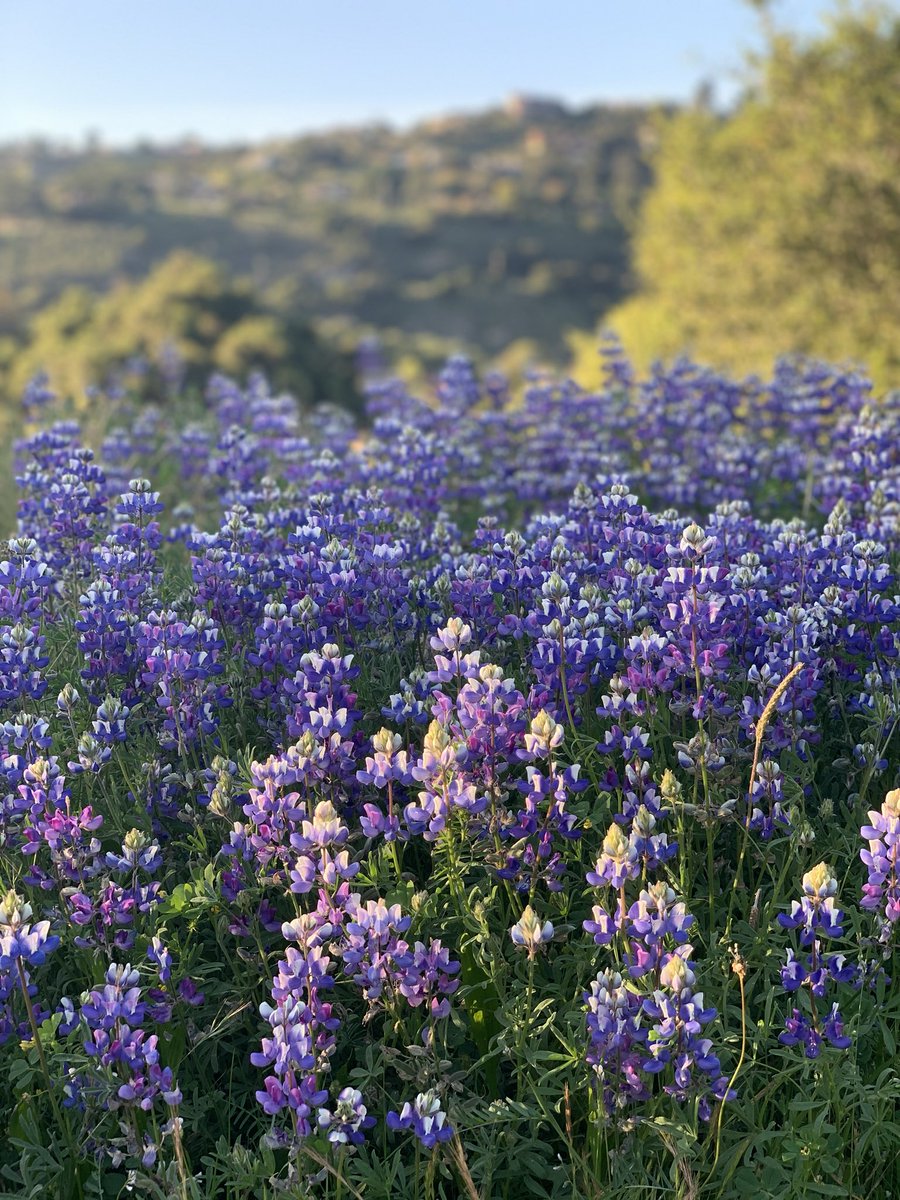 GMmcmahon's tweet photo. Carmel valley wildflowers https://t.co/wbhhFtkdim