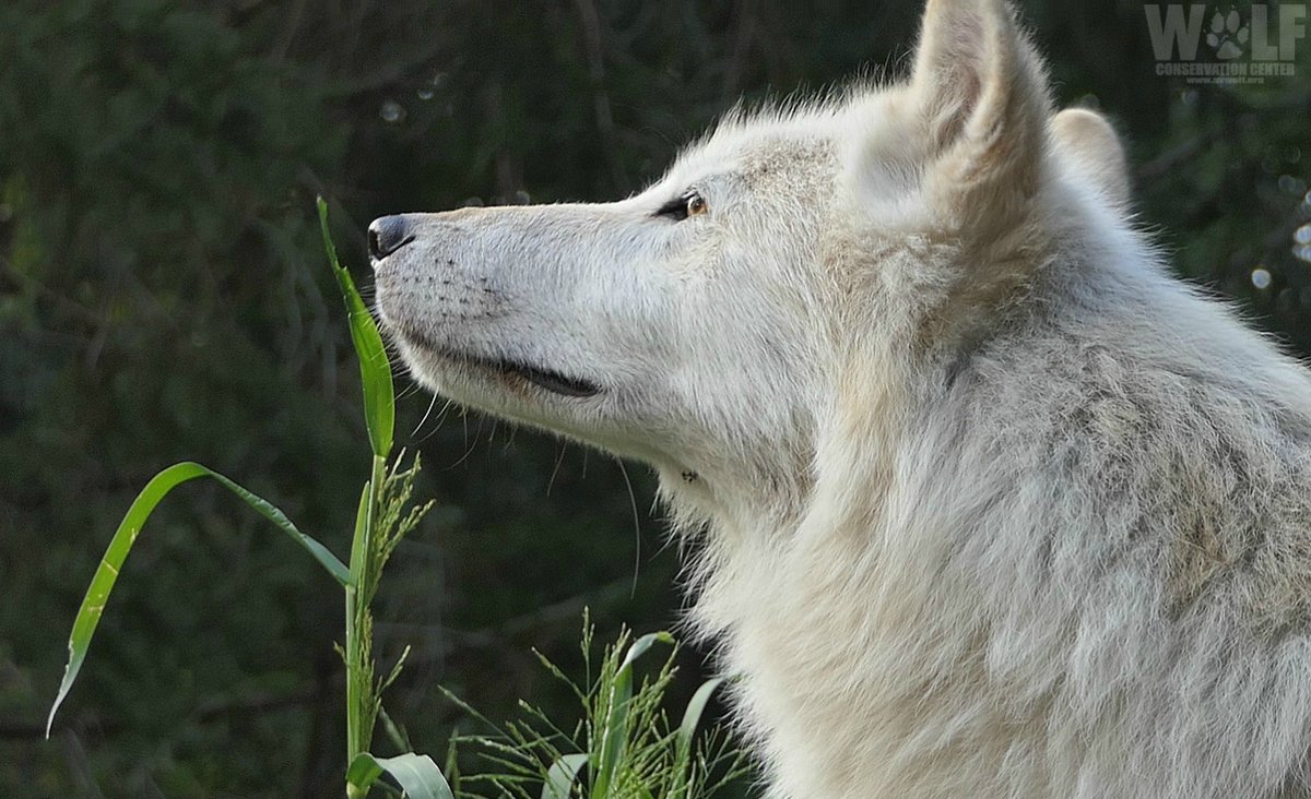 nywolforg's tweet photo. Inhale the positive🌱
#SaturdayVibes https://t.co/lIQk0EHX5k