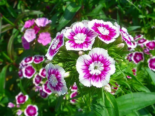 メリアルーム No Twitter 今日の花 4月25日の誕生日花は 美女撫子 びじょなでしこ 花言葉は 純粋な愛情 です この日生まれの人は 自分に自信を持ったおしゃれな人 ゴールデンウィークにはお洒落をして素敵なところにお出かけするのもよさそうですね 4月 メリアルーム No Twitter 今日の花 4月25日の誕生日花は 美女撫子 びじょなでしこ 花言葉は 純粋な愛情 です この日生まれの人は 自分に自信を持ったおしゃれな人 ゴールデンウィークにはお洒落をして素敵なところにお出かけするのもよさそうですね 4月