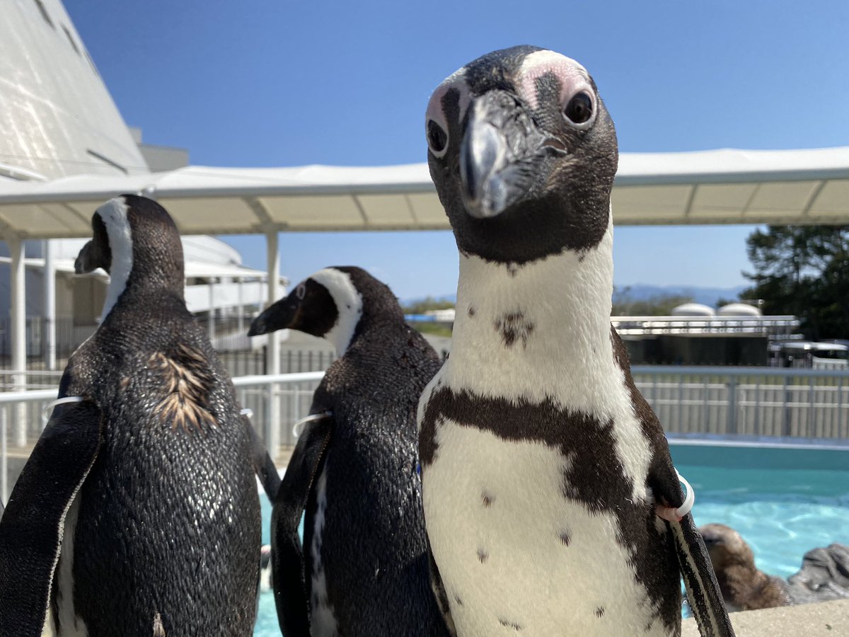 ট ইট র マリンワールド海の中道 公式 本日は 世界ペンギンデー です 本来であれば終了してしまったイベント Loveペン推しペン あなたはどのペン マリンワールドp 1グランプリ を延長することが決定しました 営業再開後も引き続き行いますのでお