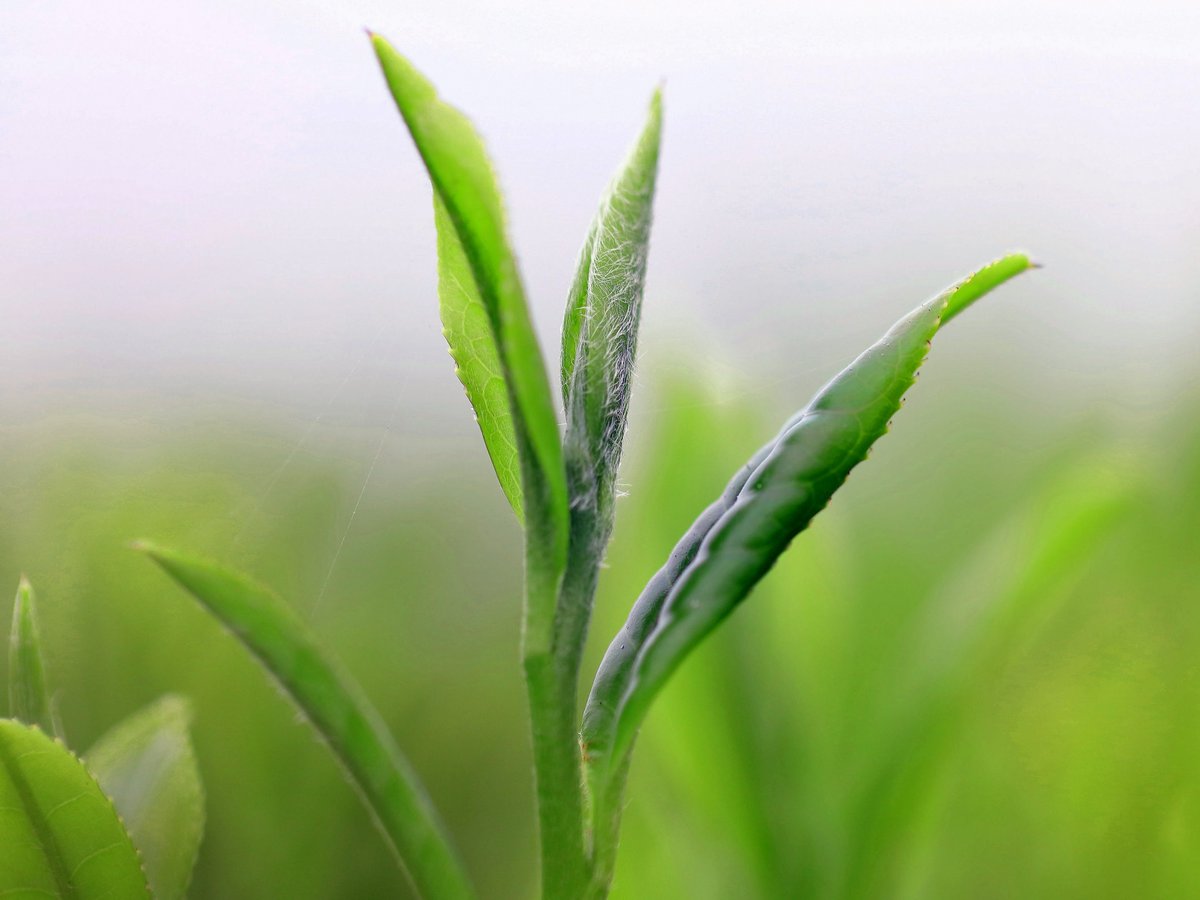 打ち寄する 静岡茶の新芽 茶畑でカテキンが多く含まれる 静岡茶 の新芽が芽吹く