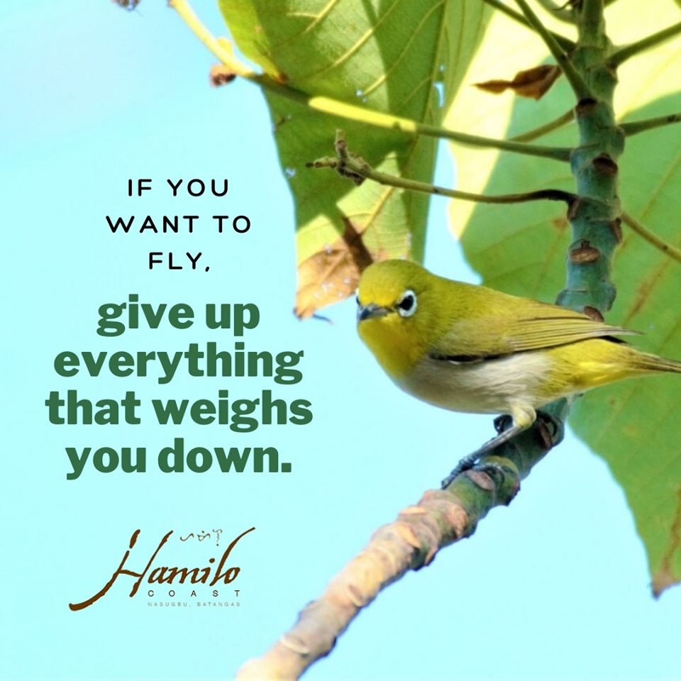 hamilocoastph's tweet photo. If you want to fly, give up everything that weighs you down.

#HamiloQuotes #GoodVibes #365DaysOfSummer #365DaysOfFun #PicoDeLoroCove #HamiloCoast https://t.co/GmYTypcEpt