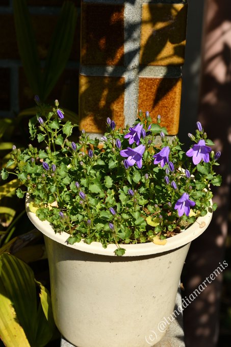 21 09 03 Gardeniwa