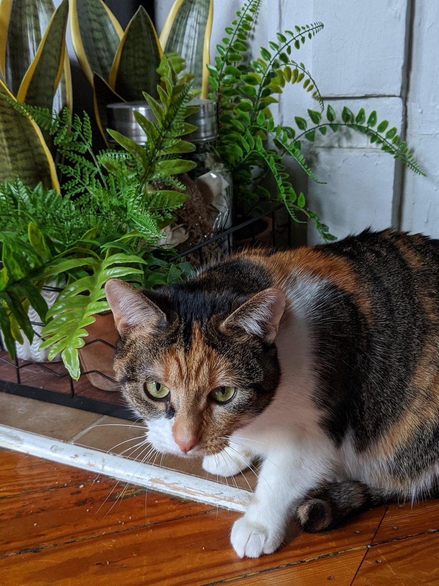 tjray29's tweet photo. @TheSarahFader @_We_Rate_Cats Tron in the jungle https://t.co/FTIFXGBHAQ
