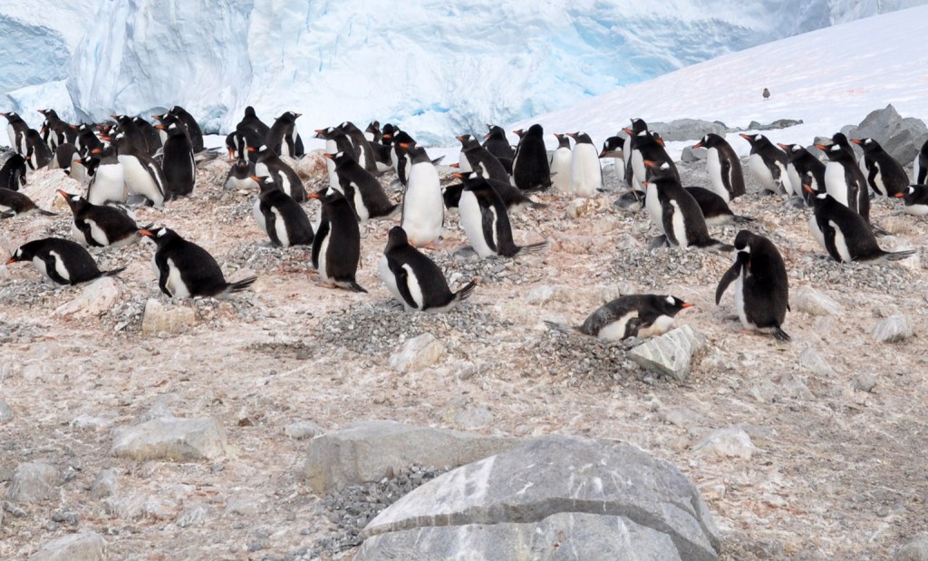 patagoniad1's tweet photo. En la investigación se identificaron 107 especies virales, de las cuales trece eran virus propios del pingüino #INACH #Antártica #ciencia #puq #PuntaArenas #Magallanes https://t.co/racey0CCX5 https://t.co/g2BJ8jZVlc