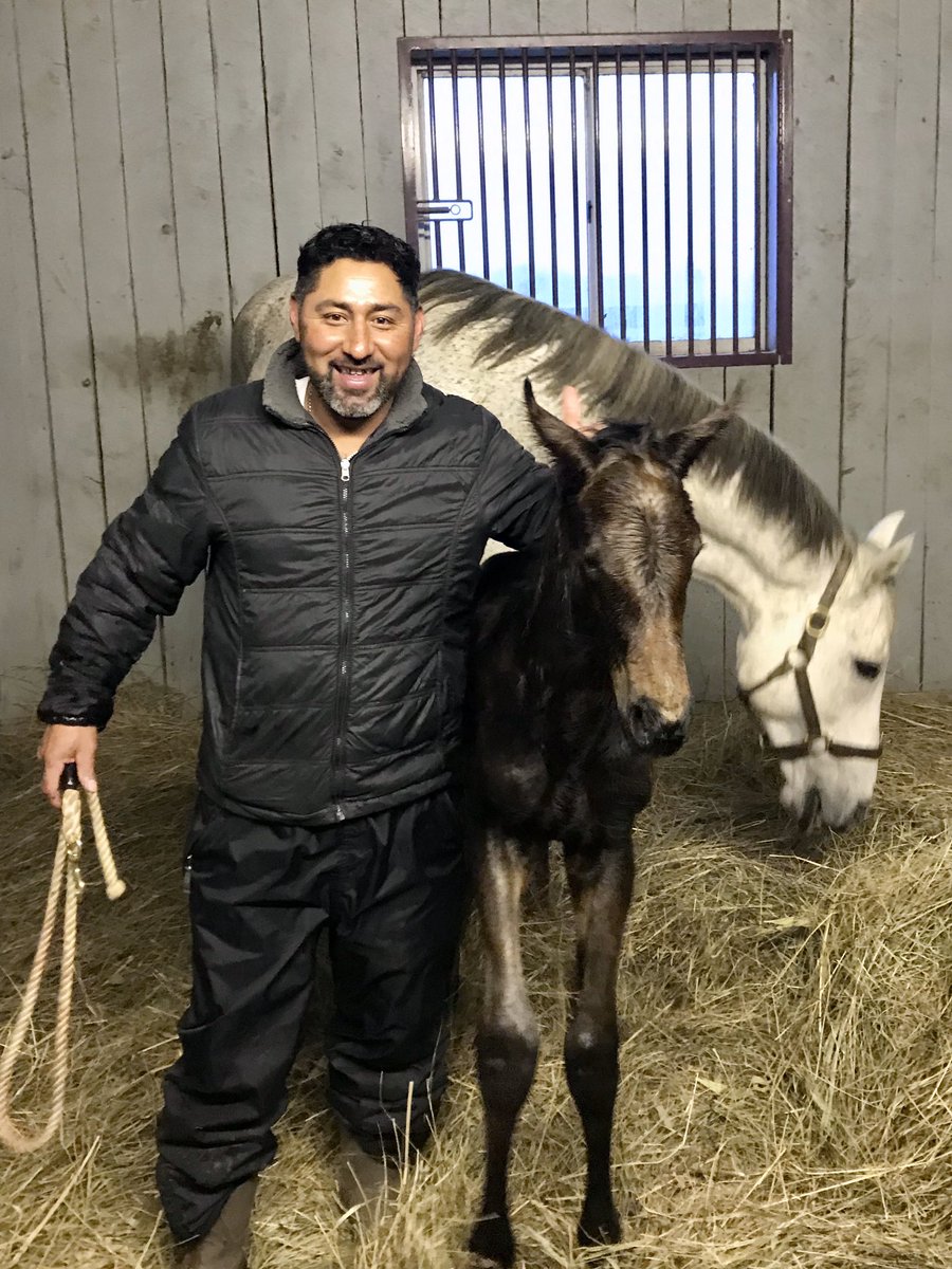 ConsidineFarm's tweet photo. Straight outta the womb! This colt born at 7:45pm is out of DEADLY DIVA (Unbridledโs Song) by SKIPSHOT. Our biggest baby yet standing at half of Misael and weighing too much. Congrats to Olympia Star! @buck_pond_farm #considinefarm #deadlydiva #skipshot #olympiastar #buckpondfarm https://t.co/FN4KCLc2WV